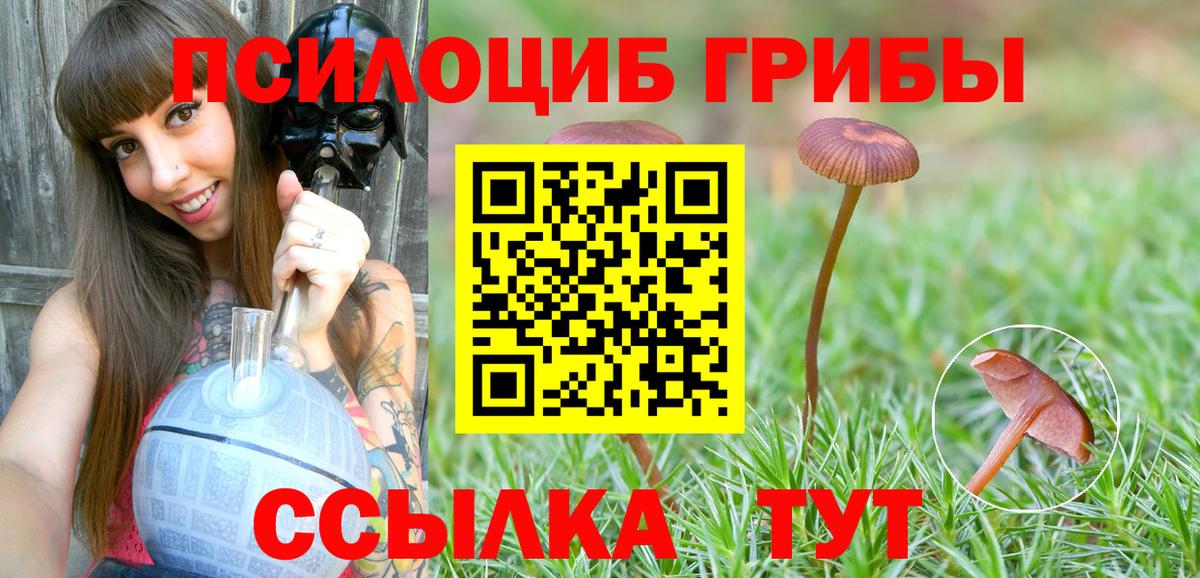 Галлюциногенные грибы Psilocybe Майкоп